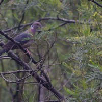 Columba torringtoniae Blyth & Kelaart, 1853